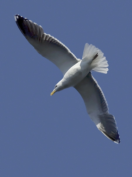 Merilokki, Great Black-backed Gull, Larus marinus